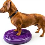 DEZAL Dog Balance Discs PVC Agility Training Rehabilitation-0