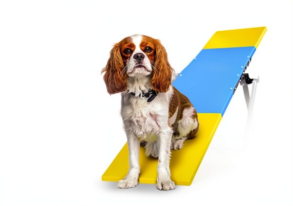 Hoffco Dog Agility Seesaw Training Equipment for Small-6