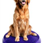 Anicuta Purple Dog Balance Disc Rehabilitation Training Tool-0
