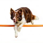 TRIXIE Dog Agility Jump Adjustable Crossbar Training-0
